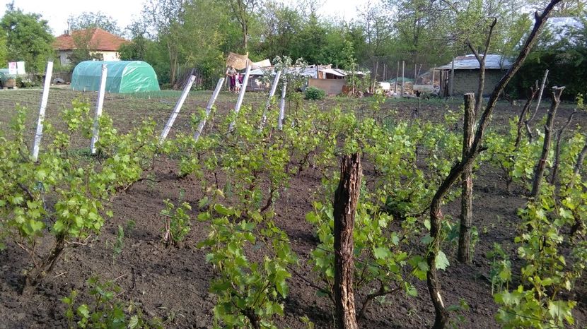  - 2017 gradina mea de la tara