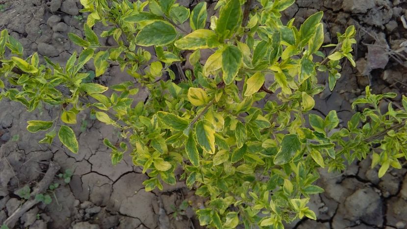  - 2017 gradina mea de la tara