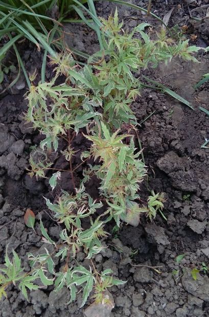  - 2017 gradina mea de la tara