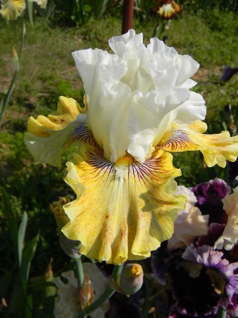 Fancy a flutter - xx Colectie irisi