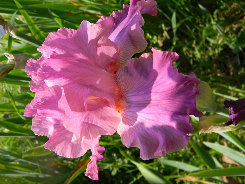 Hortensia rose - Irisi 2017