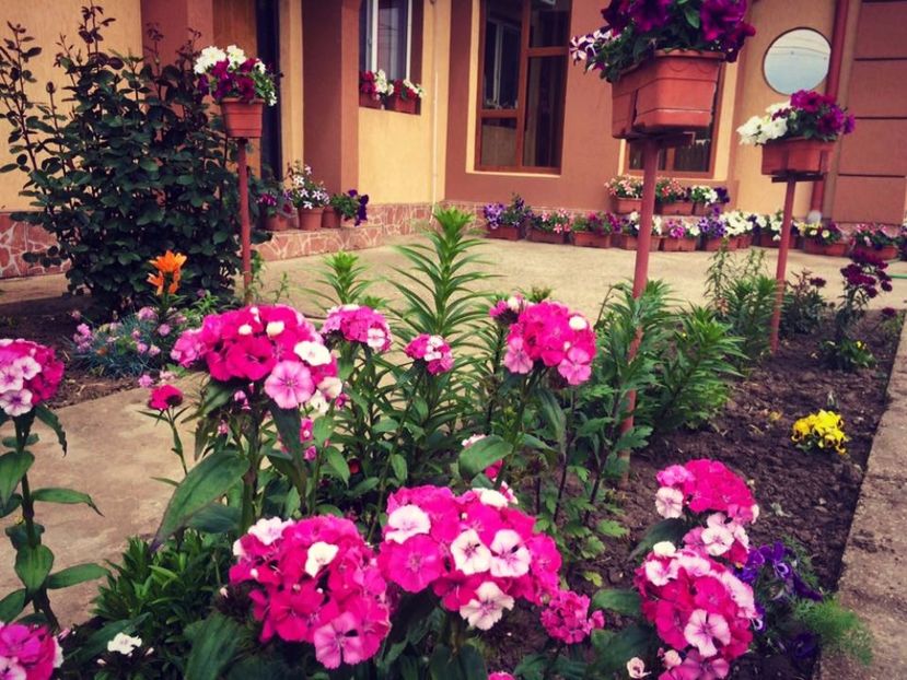 1 (3) - FLORILE MELE