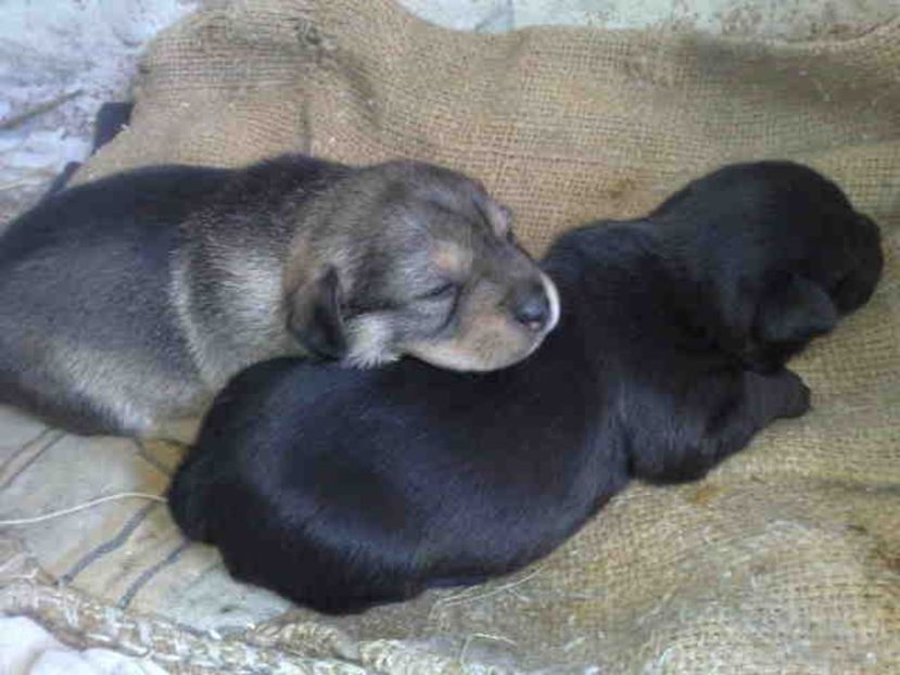  - Caini de sobolani-dihori-paza