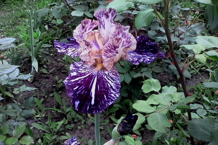 gnus flash - 4Irisi2017