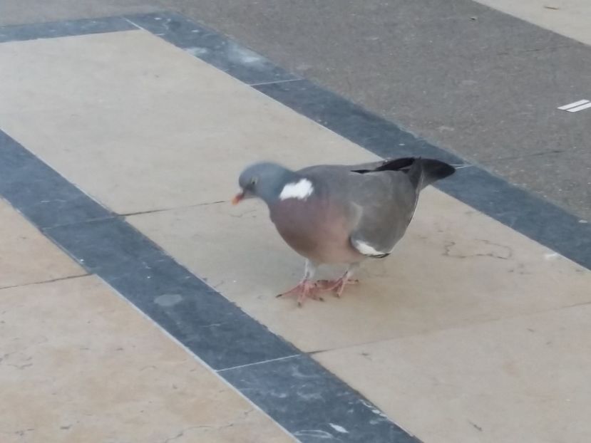 Porumbel salbatic - Paris mai 2017