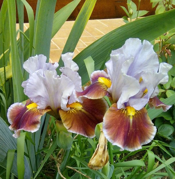  - Iris intermediar