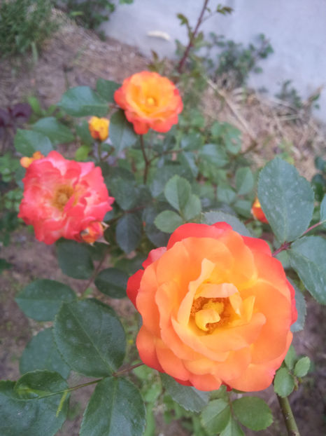  - Dimov urcator nr 14