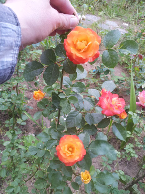  - Dimov urcator nr 14