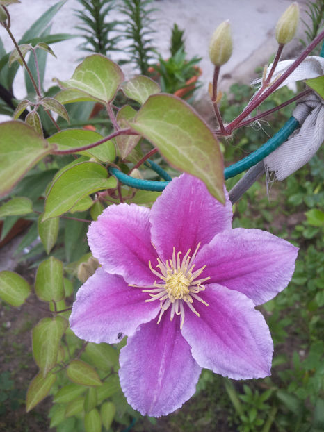  - Primavara - Vara 2017