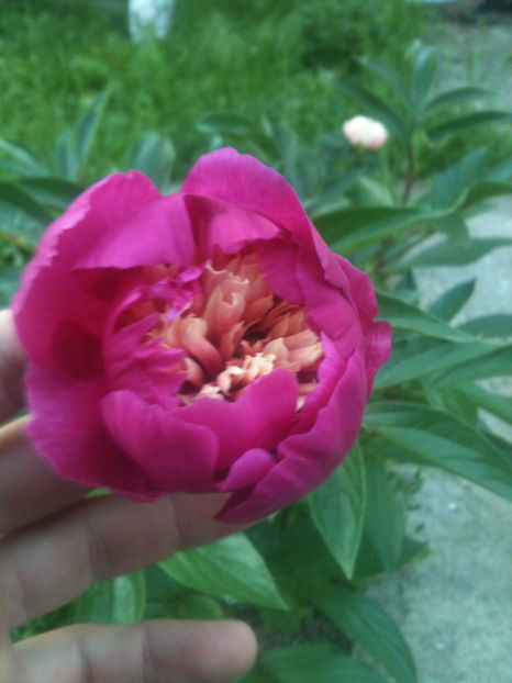 Bujor White Cap - Bujori erbacei