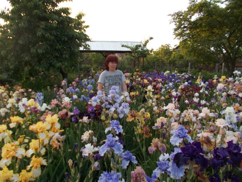  - Irisi-2017 Barbata Elatior si Intermedia