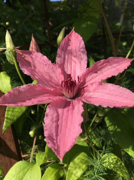  - Clematite 2017
