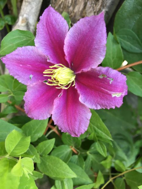 Piilu - Clematite 2017