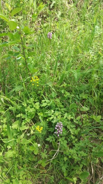  - Ordidee din flora spontana Romania