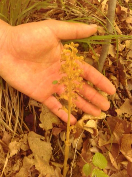 Orhidee (cred) de padure - Ordidee din flora spontana Romania