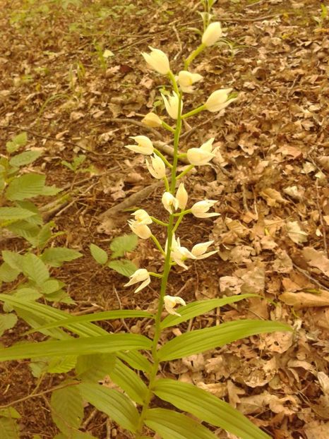 Orhidee - Ordidee din flora spontana Romania