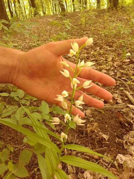 Orhidee de padure - Ordidee din flora spontana Romania