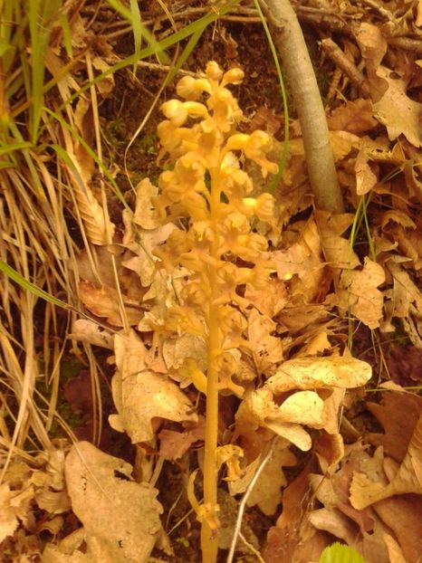 IMG-20170517-WA0000 - Ordidee din flora spontana Romania