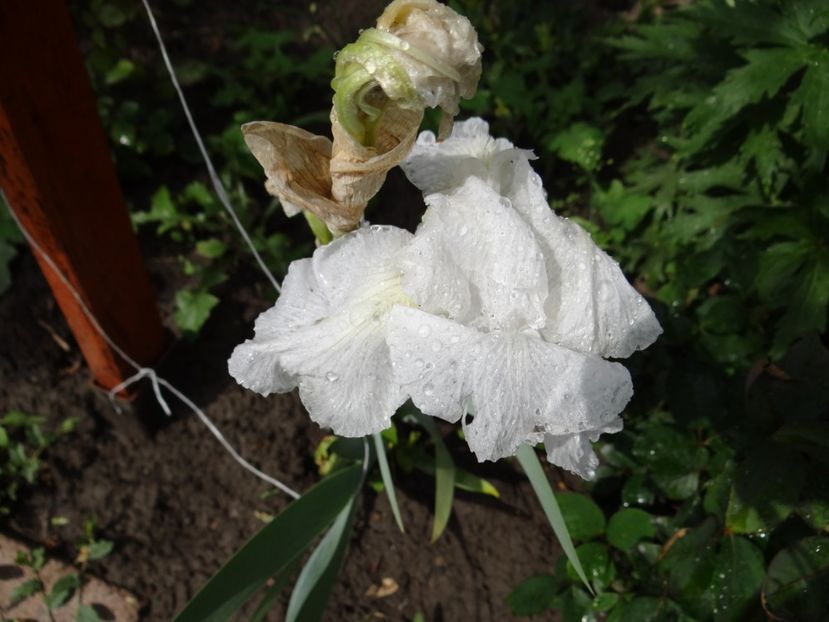 Immortality, ultima floare :( - Irisi