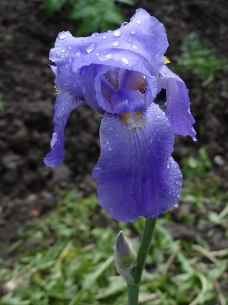 Super parfumatul Florinei - Irisi