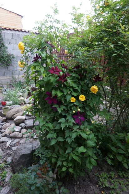  - Persian Yellow
