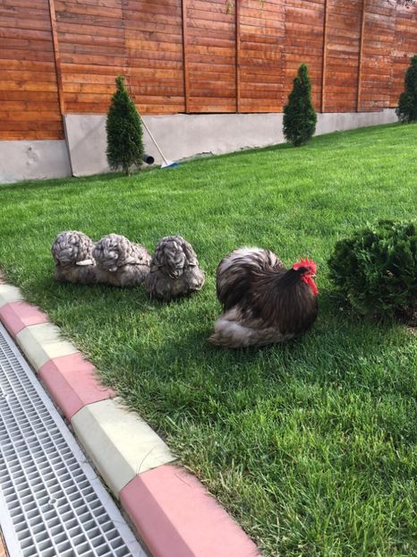  - COCHI PITIC ALBASTRU 2018