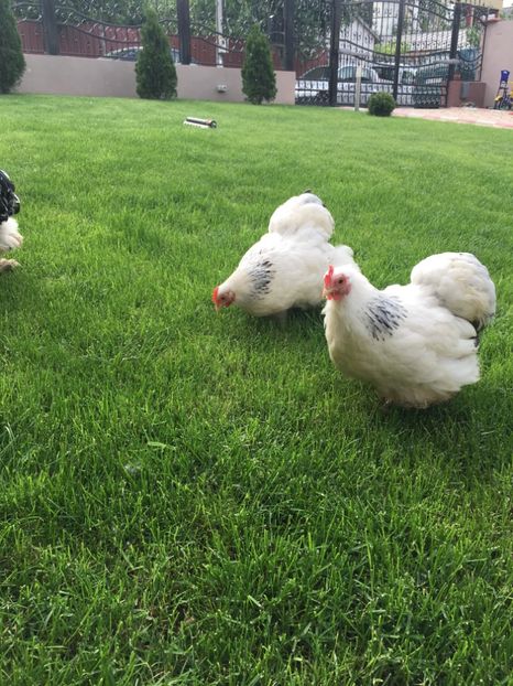  - COCHI PITIC HERMINAT DESCHIS 2018 - 2 familii