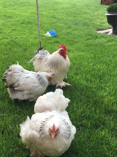  - COCHI PITIC HERMINAT DESCHIS 2018 - 2 familii