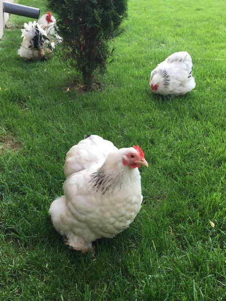  - COCHI PITIC HERMINAT DESCHIS 2018 - 2 familii