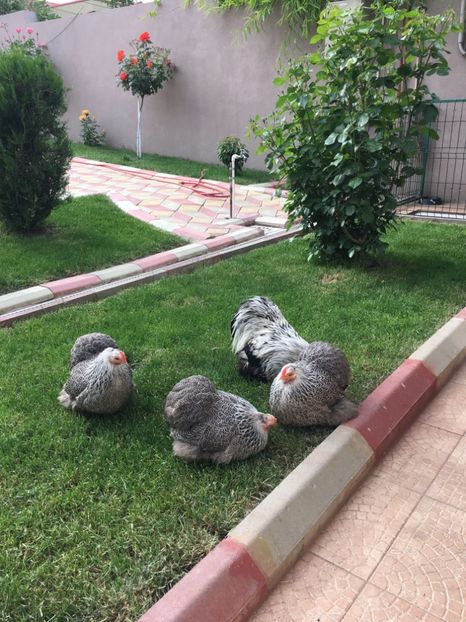  - COCHI PITIC HERMINAT INCHIS 2018