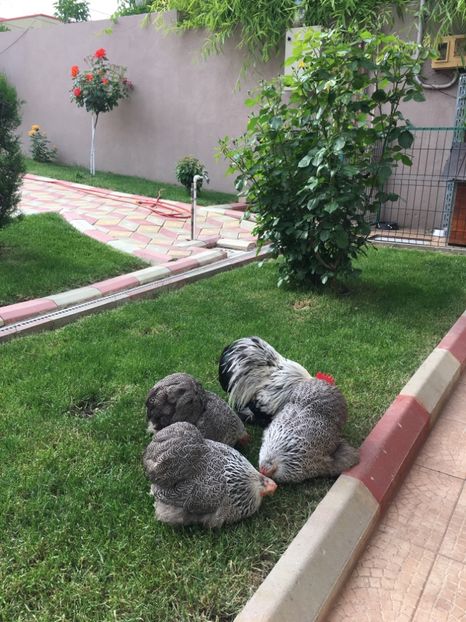  - COCHI PITIC HERMINAT INCHIS 2018