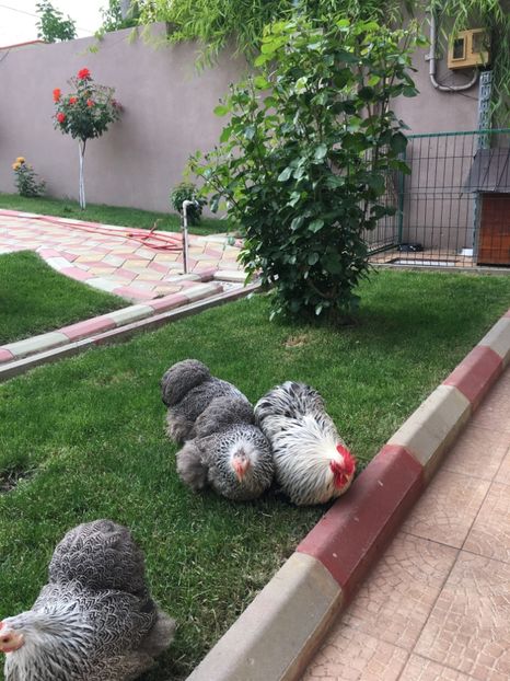  - COCHI PITIC HERMINAT INCHIS 2018