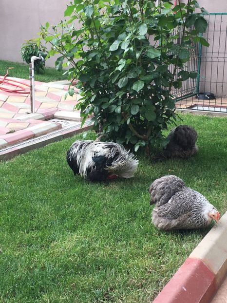  - COCHI PITIC HERMINAT INCHIS 2018