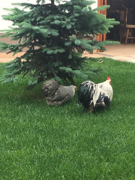  - COCHI PITIC HERMINAT INCHIS 2018