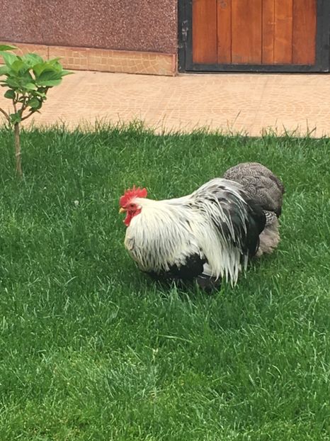  - COCHI PITIC HERMINAT INCHIS 2018