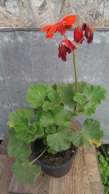 orangina1 - 2017 VAND MUSCATE ORANGINIA