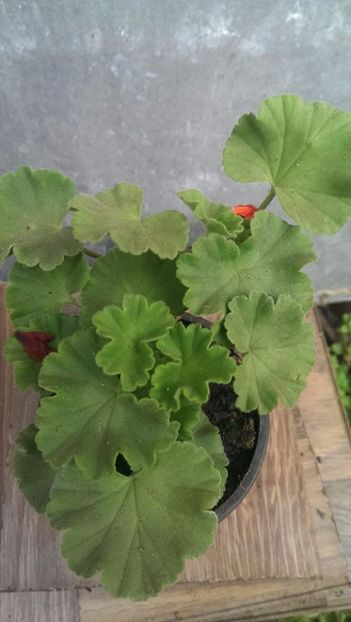 orangina2 - 2017 VAND MUSCATE ORANGINIA