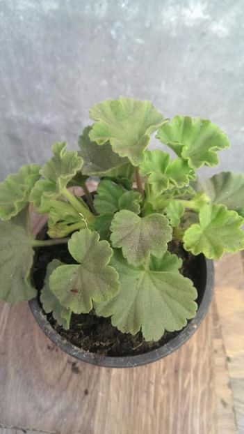 orangina3 - 2017 VAND MUSCATE ORANGINIA