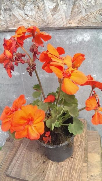 orangina5 - 2017 VAND MUSCATE ORANGINIA