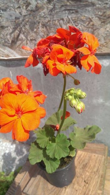 orangina6 - 2017 VAND MUSCATE ORANGINIA