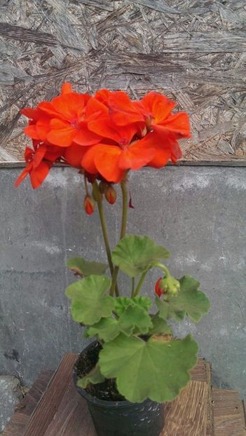 orangina7 - 2017 VAND MUSCATE ORANGINIA