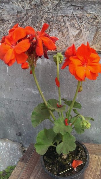 orangina10 - 2017 VAND MUSCATE ORANGINIA