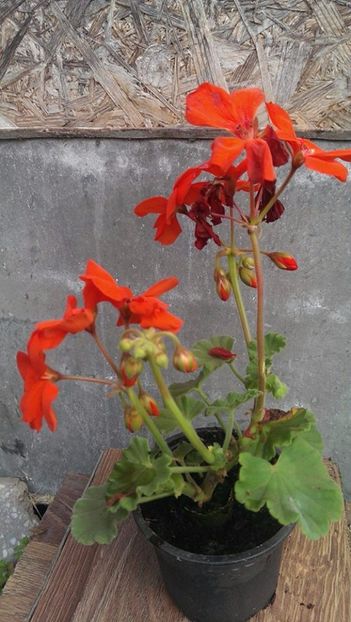 orangina11 - 2017 VAND MUSCATE ORANGINIA