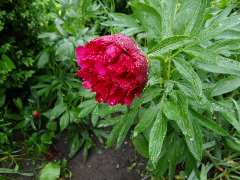 se deschide prima floare - si mai frumoase zile de Mai