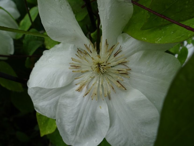 Duchesse de Edinburg - si mai frumoase zile de Mai