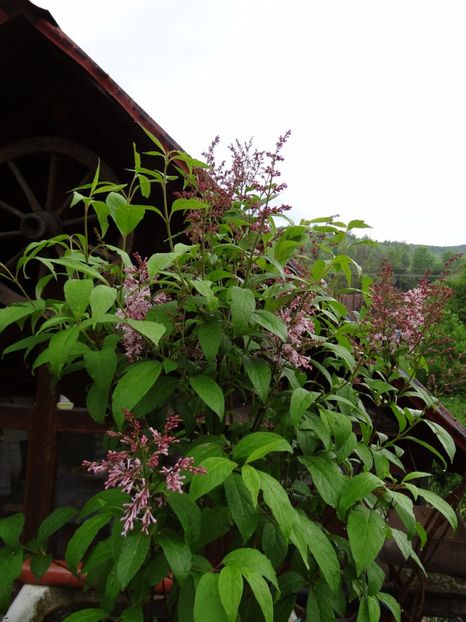 liliac de vara... - si mai frumoase zile de Mai