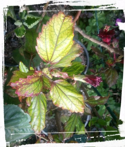 Red hot - H - Hibiscusi