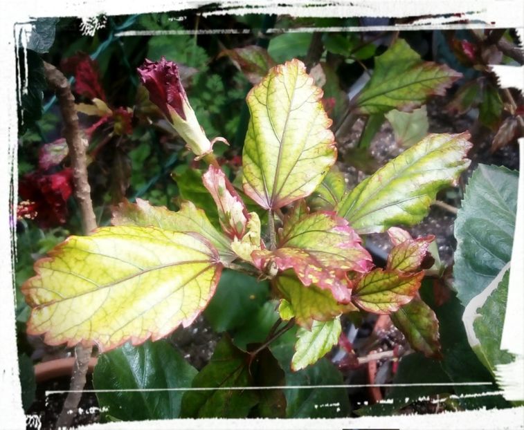  - H - Hibiscusi