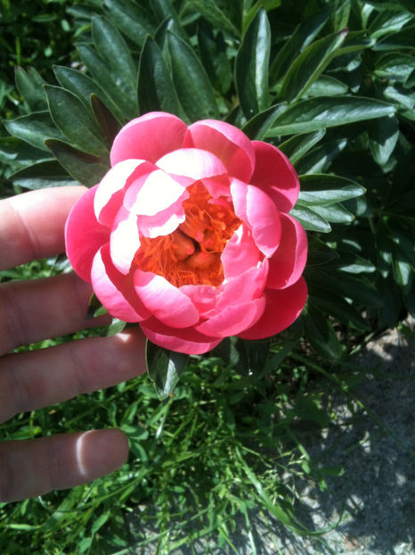 Bujor Pink Hawayan Coral - Bujori erbacei