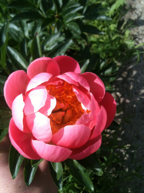Peony Pink Hawaiian Coral - Bujori erbacei